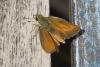 Thymelicus acteon